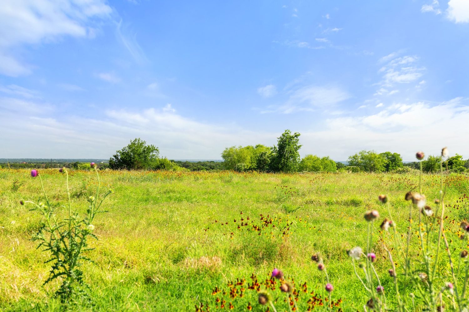 Live oak among spring wildflowers on the Natures Cove land, Lampasas County
